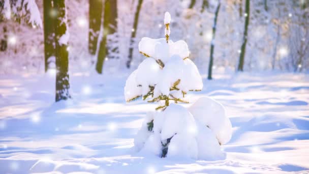 Sehr schöner kleiner Weihnachtsbaum im Wald mit Schnee. — Stockvideo