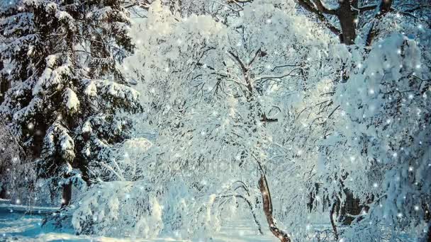 Sneeuw in het bos in de winter. Sneeuwbomen takken overdag. — Stockvideo