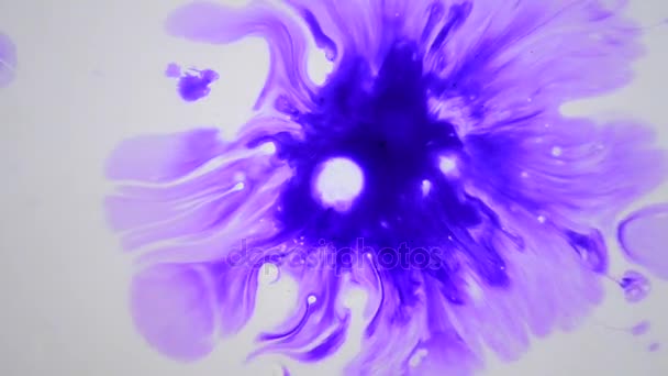 Beautiful Spreading Purple Ink Drops — Stock Video