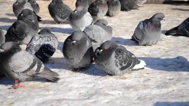 Birçok gri güvercinler yere otur ve güneşin altında güneşlenmek