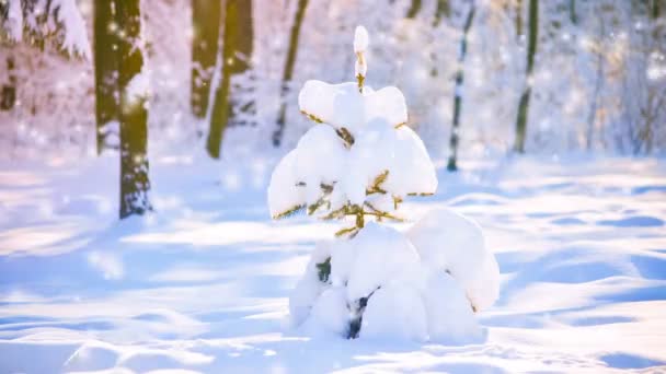 Fantástico conto de fadas paisagem mágica vista árvore de Natal — Vídeo de Stock