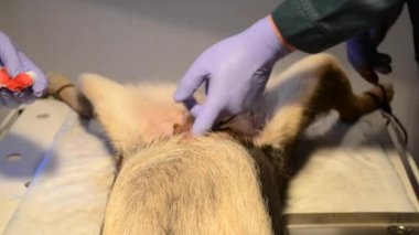 Ameliyat köpek yakın çekim