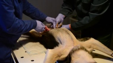 İşletim masa, arka anestezi yalan üzerinde köpek