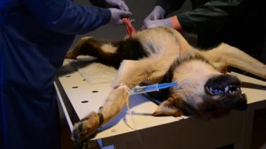 Cerrahi tabloya anestezi altında köpek olduğunu