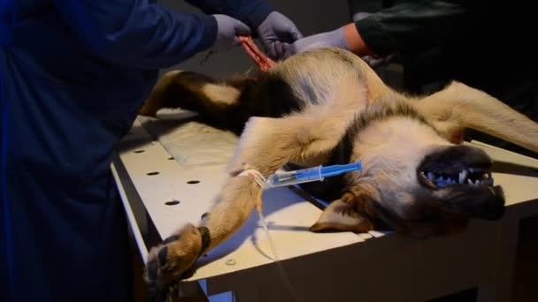 Cão está sob anestesia durante a cirurgia — Vídeo de Stock