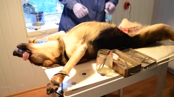Zabiegu sterylizacji psów Weterynarze — Wideo stockowe