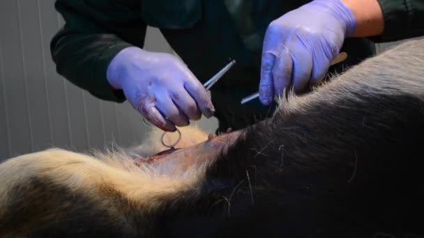 Lekarz weterynarii sprawia, że operacja pies — Wideo stockowe