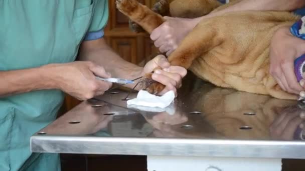 Vet syringe dog injection — Stock Video