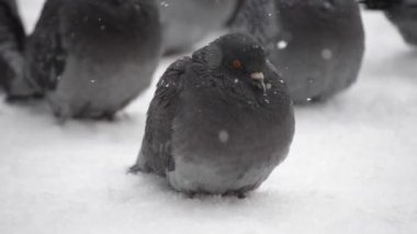 Kuşlar çok soğuk darmadağınık kuş tüyü tüy kadar fırfır yakalı frost içinde güneşlenmek
