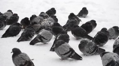Kuşlar çok soğuk darmadağınık kuş tüyü tüy kadar fırfır yakalı frost içinde güneşlenmek