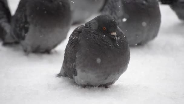 Vögel zerzausten Federkleid sehr kalt sonnen sich im Frost — Stockvideo