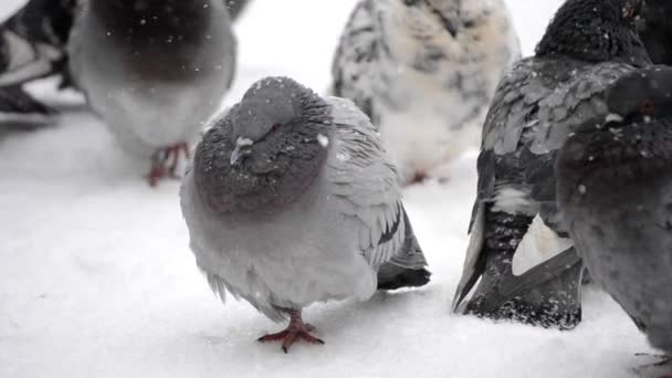 Fåglar ruggig upp rufsig fjäderdräkt fjäder mycket kallt sola sig i frost — Stockvideo