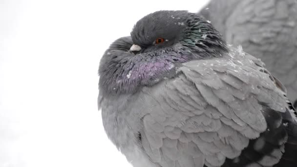 Birds ruffled up dishevelled plumage feather very cold bask in frost — Stock Video