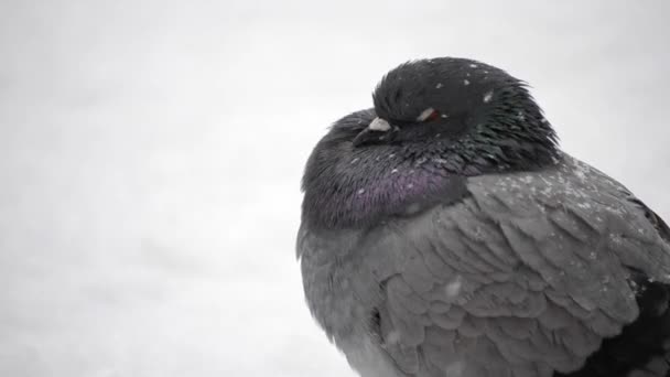 Birds ruffled up dishevelled plumage feather very cold bask in frost — Stock Video