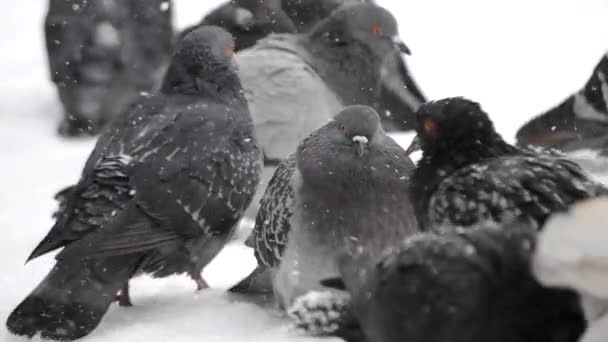 Vögel zerzausten Federkleid sehr kalt sonnen sich im Frost — Stockvideo