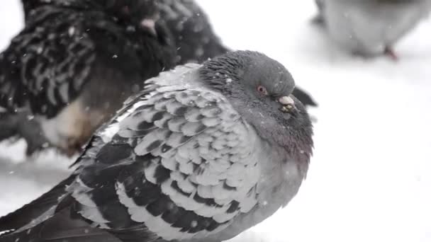 Las aves volaron plumaje desaliñado plumaje muy frío tomar el sol en las heladas — Vídeo de stock