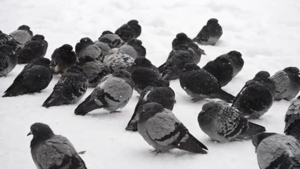 Pássaros babados até plumagem desgrenhada pena muito frio bask na geada — Vídeo de Stock