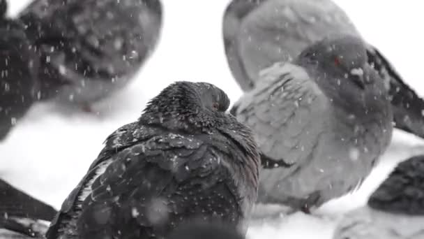 Birds ruffled up dishevelled plumage feather very cold bask in frost — Stock Video