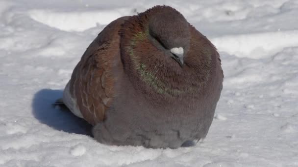 Pájaro volado hasta plumaje desaliñado plumaje muy frío tomar el sol en las heladas de cerca — Vídeos de Stock