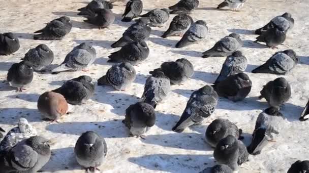 Muitos pombos cinzentos sentam-se no chão e banham-se ao sol — Vídeo de Stock