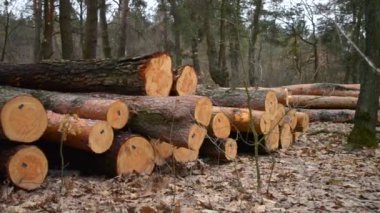 Ormanda yere günlükleri yalan.