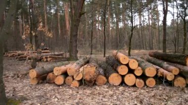 Ormanda yere günlükleri yalan.