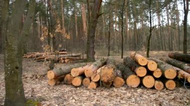 Ormanda yere günlükleri yalan.