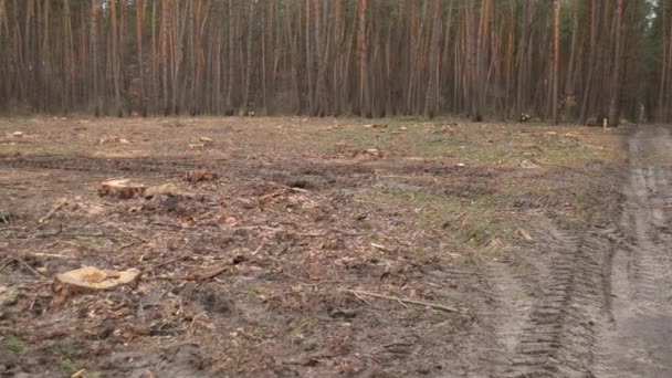 Déforestation. Morceau de terre nu dans la forêt après avoir abattu des arbres 