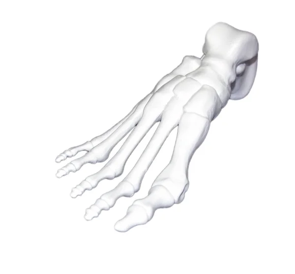 Prototipo bianco dello scheletro del piede umano stampato su stampante 3d su superficie scura. — Foto Stock
