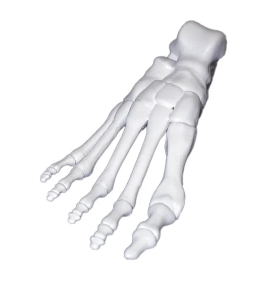 Prototipo bianco dello scheletro del piede umano stampato su stampante 3d su superficie scura. — Foto Stock