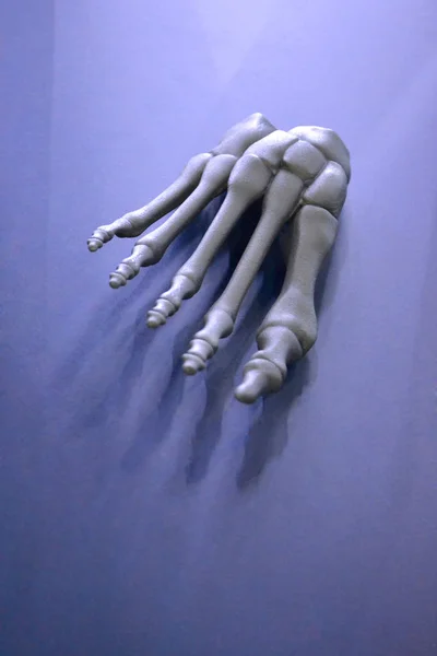 Gray prototype of the human foot skeleton printed on 3d printer on dark surface.