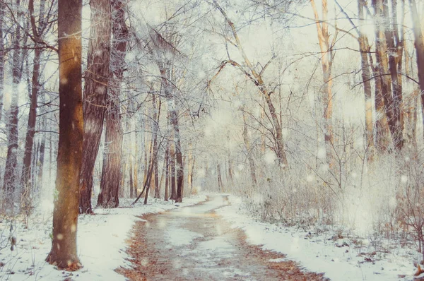 Güneşli bir kış park — Stok fotoğraf