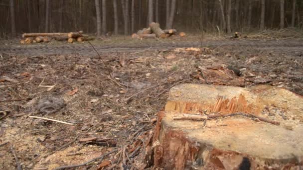 Ontbossing. Naakte stuk grond in het bos na het kappen van bomen — Stockvideo