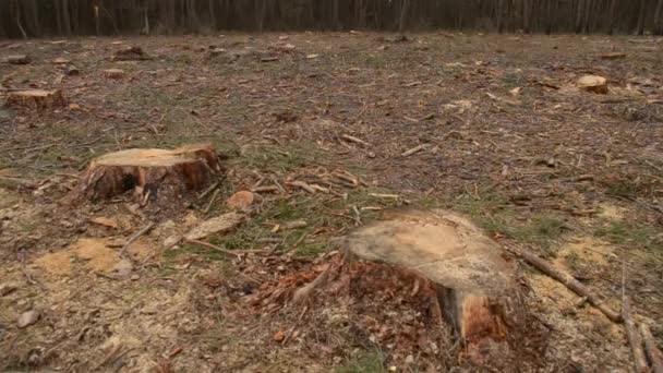 Deforestazione. Pezzo di terra nudo nella foresta dopo aver abbattuto gli alberi — Video Stock