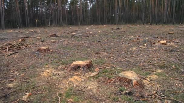 Déforestation. Morceau de terre nu dans la forêt après avoir abattu des arbres 