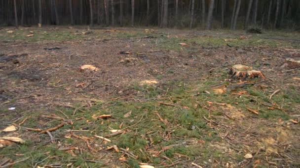 Desmatamento. Pedaço de terra nu na floresta depois de cortar árvores — Vídeo de Stock