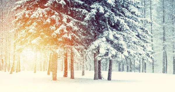 Fantastická pohádková kouzelná krajina Pohled na vánoční strom — Stock fotografie