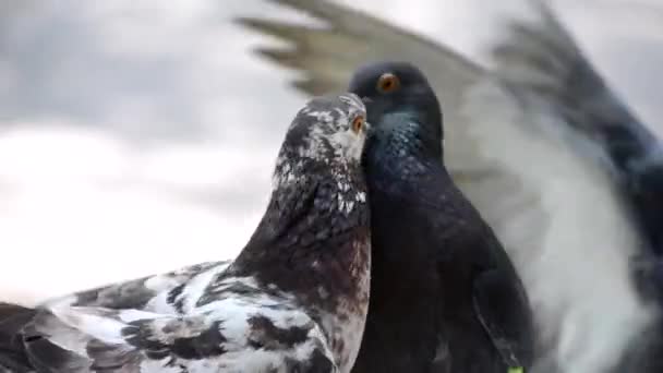 Slaget om duvor på fönsterbrädan. Kämpa duvor. — Stockvideo