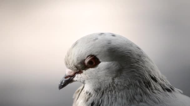 Primo piano della testa di piccione. Testa di colomba vicino. Ornitologia uccello leggende . — Video Stock