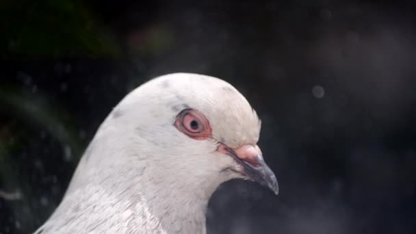 Gros plan sur la tête de pigeon. Tête de colombe proche. Ornithologie des oiseaux . — Video