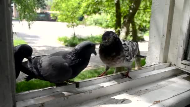 Slag van duiven op vensterbank. Bestrijdingsduiven. — Stockvideo