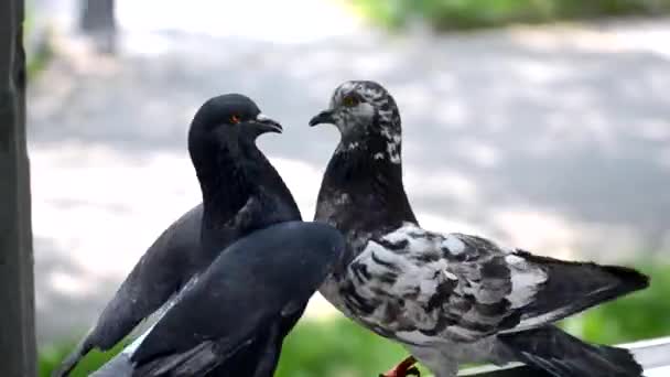 Pencere kenarında güvercinler savaşı. Güvercinlerle savaş. — Stok video