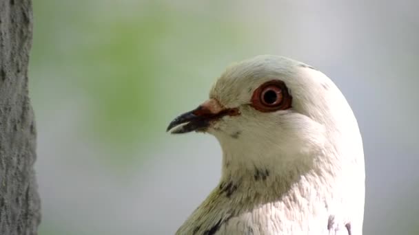 Duvhuvud närbild. Duvhuvud nära. Ornitologi fågel lore. — Stockvideo