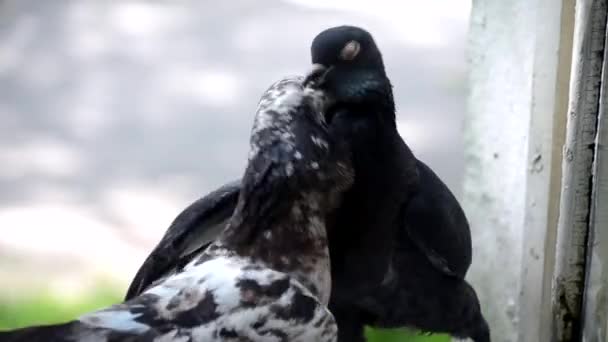 Galambok csatája az ablakpárkányon. Küzdelem galambok. — Stock videók