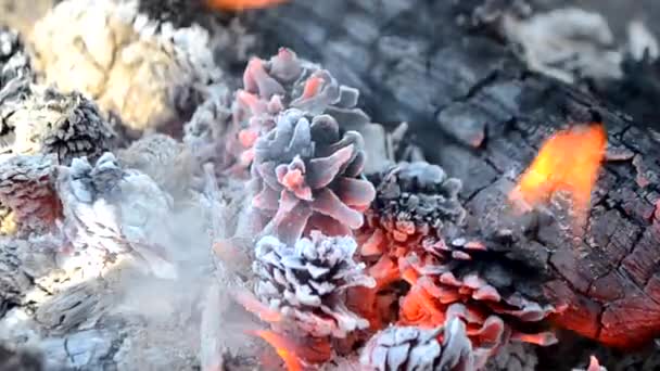 Tannenzapfen brennen im Feuer — Stockvideo