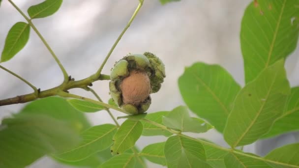 Reife Walnüsse in gebrochener Schale auf Ast. Reife Walnuss wächst auf einem Baum — Stockvideo