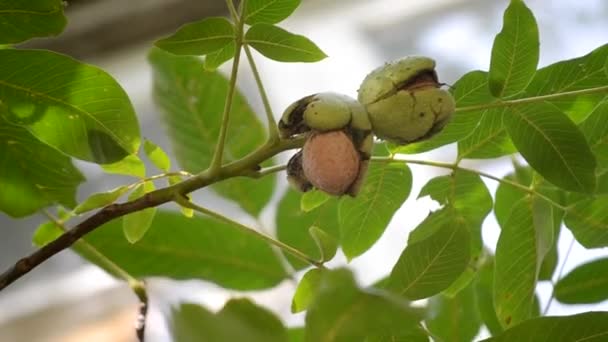 Ώριμα καρύδια με σπασμένη φλούδα στο κλαδί. Ωρίμανση καρυδιάς σε δέντρο — Αρχείο Βίντεο