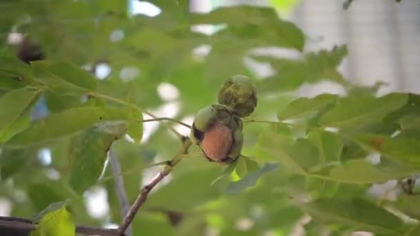 Zralé vlašské ořechy ve zlomené slupce na větvi. Zralé ořechy rostoucí na stromě — Stock video