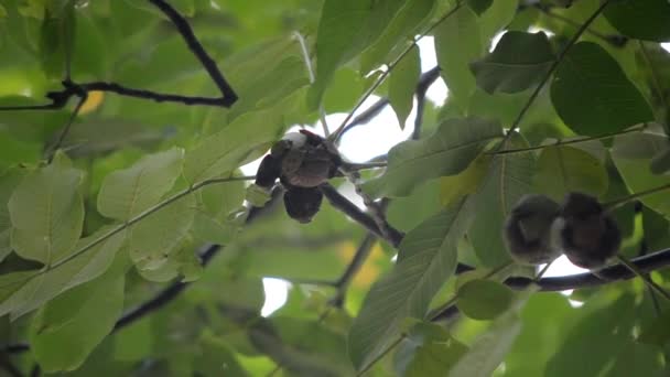 Reife Walnüsse in gebrochener Schale auf Ast. Reife Walnuss wächst auf einem Baum — Stockvideo