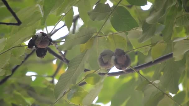 Noix mûres en écorce cassée sur la branche. Noyer mûr poussant sur un arbre — Video